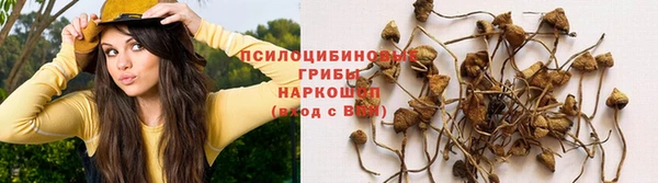 прущие грибы Армянск