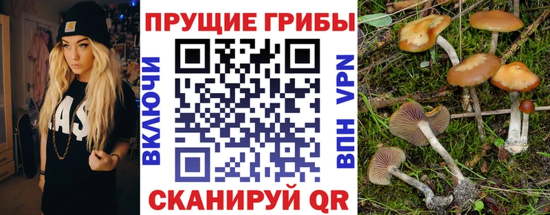 Псилоцибиновые грибы Psilocybe  где найти   Петровск 